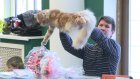 На выставке кошек наградили лучших заводчиков и животных