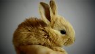 Покупательница карликового кролика стала жертвой мошенницы