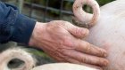 Великобритания разрешит выращивание химер из свиней и овец с органами человека