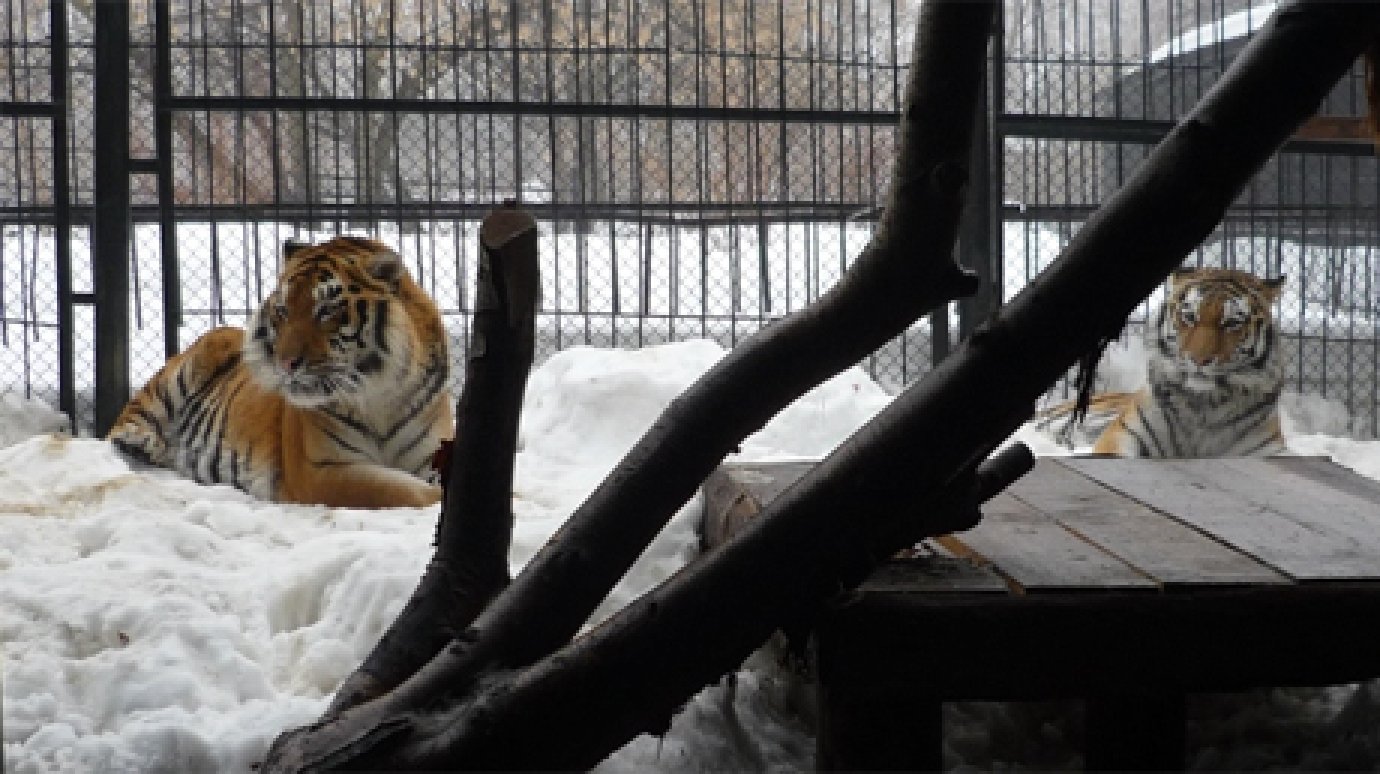 В Пензенском зоопарке сведут тигров Констанцию и Самура