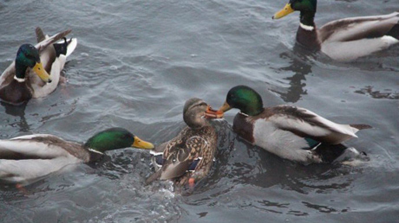 В Пензе пересчитают водоплавающих птиц в рамках акции «Серая шейка»