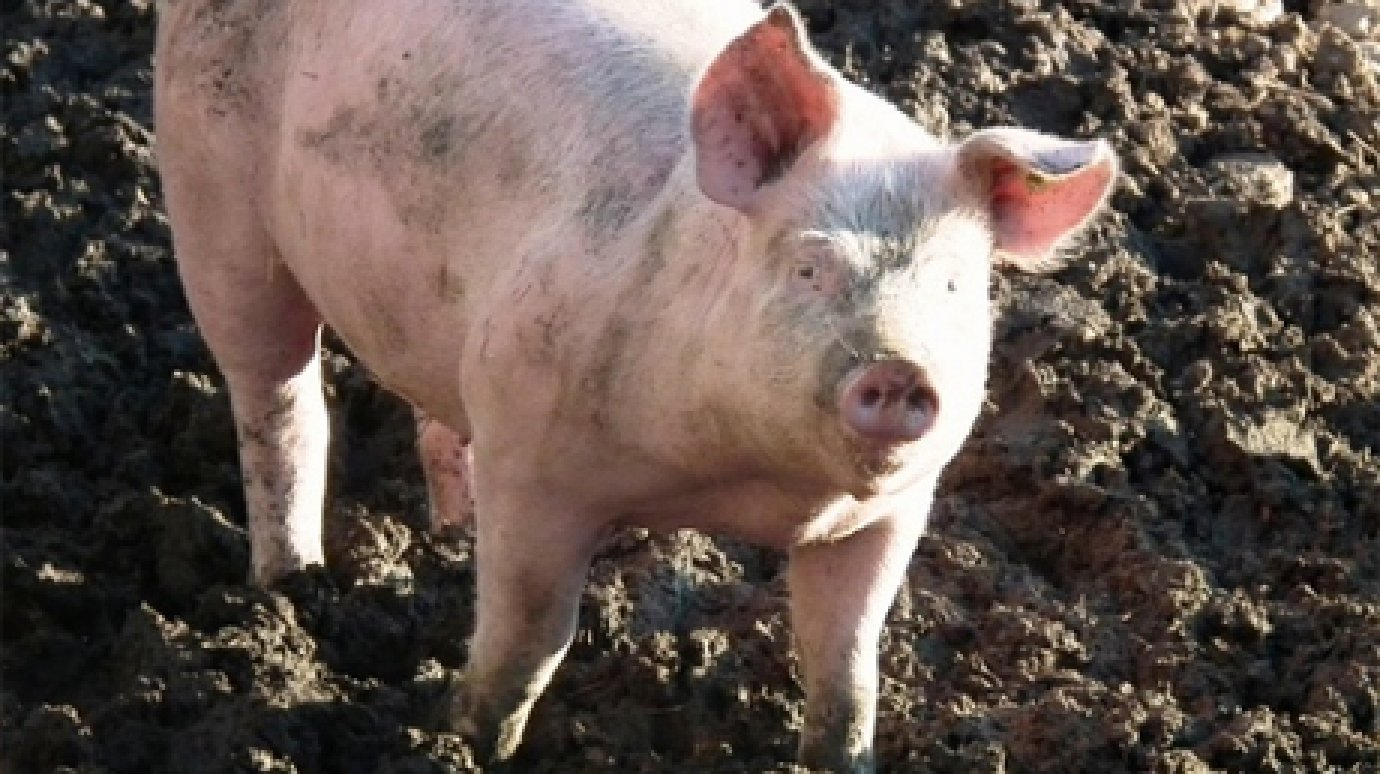 В области зафиксирована вспышка африканской чумы свиней