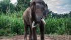 В Таиланде взбесившийся слон убил шотландского туриста