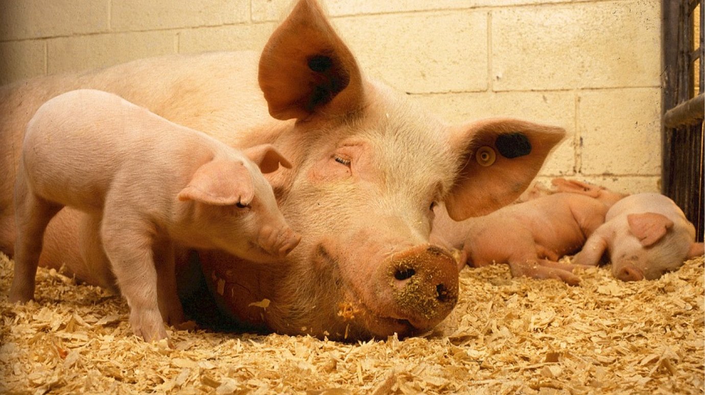 В исправительной колонии № 4 также обнаружена африканская чума свиней