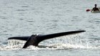 Скоростной пассажирский паром столкнулся с китом у берегов Японии