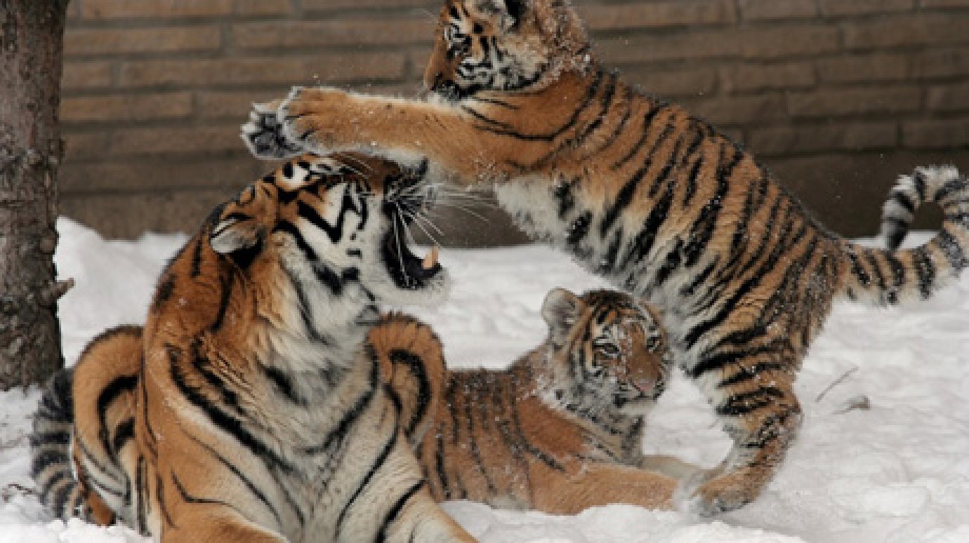 12 февраля - день открытия Московского зоопарка
