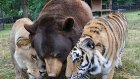 В американском приюте отметили 15-летие дружбы льва, тигра и медведя