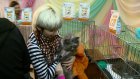 В ходе благотворительной выставки 5 беспородных кошек нашли хозяев
