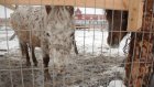 В Городе Спутнике готовятся к открытию зоопарка