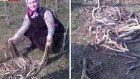 В Дагестане пенсионерка лопатой убила 80 заползших в огород змей
