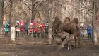 В Пензенском зоопарке планируют организовать катание на верблюдах