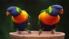 В Саратовской области у пензенца украли два чучела попугаев