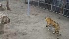 В барнаульском зоопарке тигр напал на школьницу