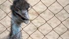 Нижегородские приставы арестовали девять страусов