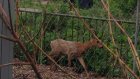 В Пензе по Терновке бегает дикое животное