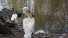 В Пензенском зоопарке пеликан на глазах посетителей съел голубя