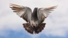 Похититель голубей в Средней Елюзани оштрафован на 15 000 рублей