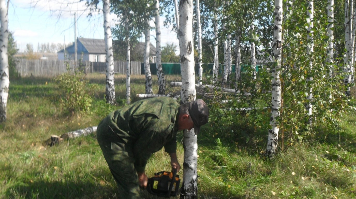 В Пензе рубить деревья можно только с разрешения УЖКХ