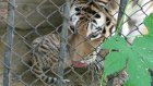 Тигренка из Пензенского зоопарка передадут в Челябинск
