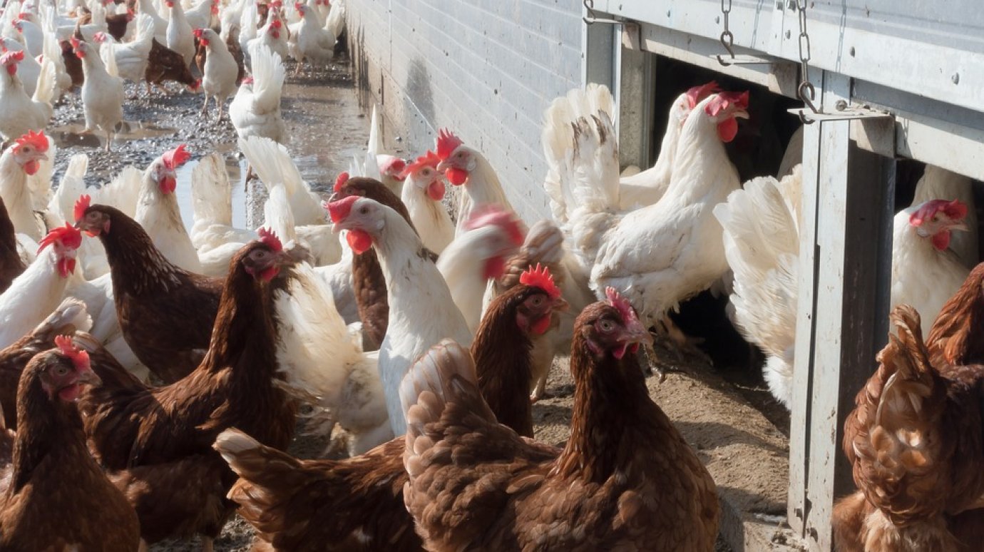 В Кузнецком районе птицефабрика загрязнила землю куриным пометом