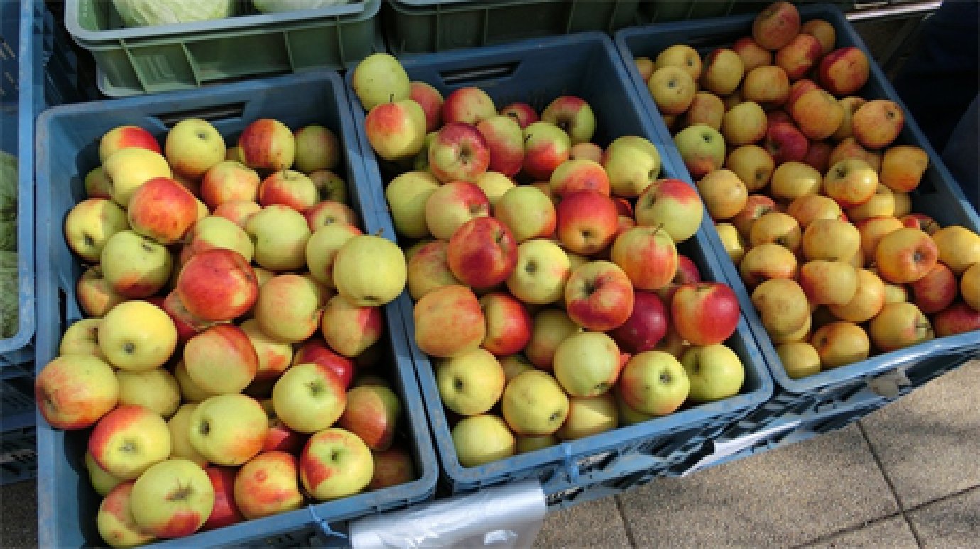 Под Пензой уничтожат 300 кг санкционных польских яблок