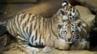 Ученые РАН следят за развитием тигрят в Пензенском зоопарке