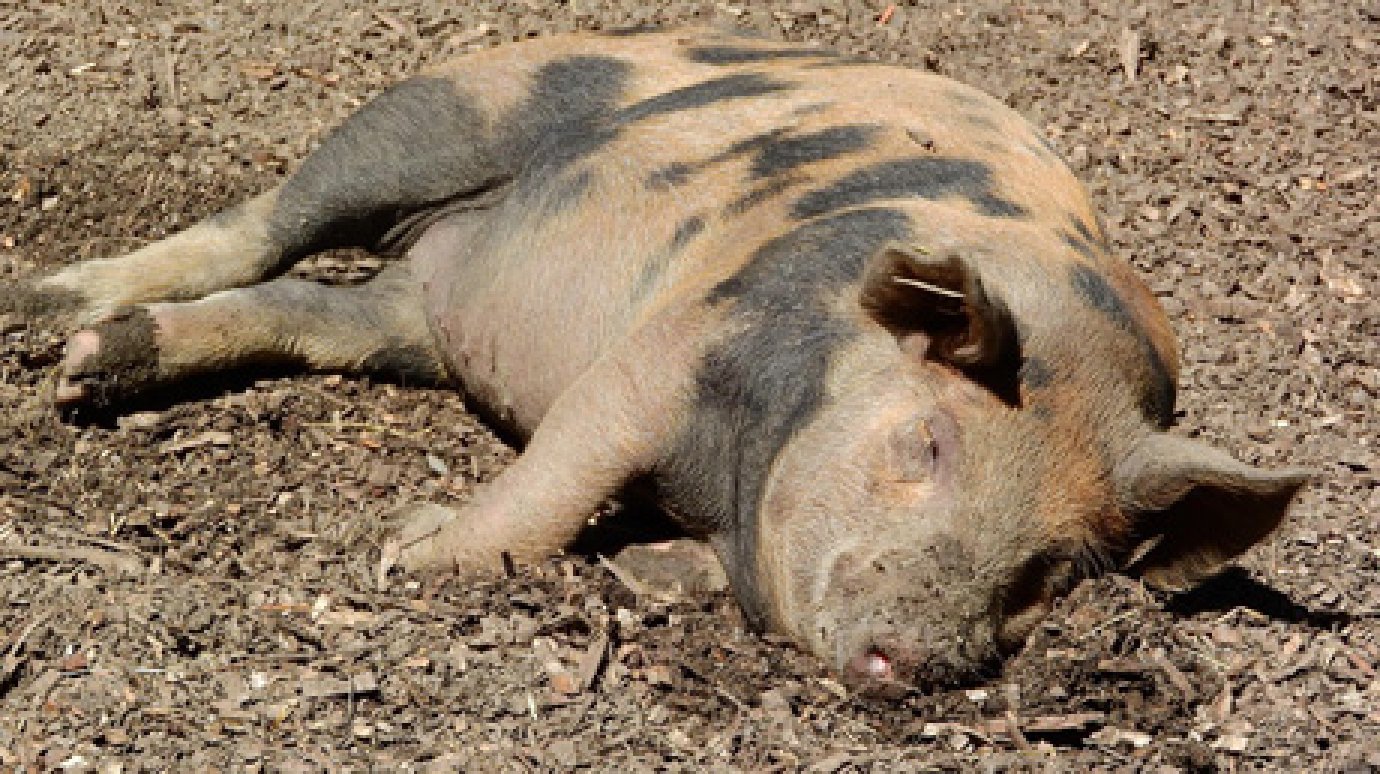 В Пензенском районе зафиксирована новая вспышка чумы свиней