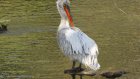 В Пензенском зоопарке пеликанов накормят на глазах у публики