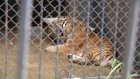 Специалисты из Москвы изучают тигров в Пензенском зоопарке