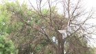 Мертвое дерево может стать причиной несчастного случая на Каракозова