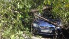 На улице Кулакова упавшее дерево накрыло три машины