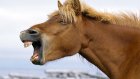 На острове Путятина лошадь откусила губу четырехлетнему ребенку