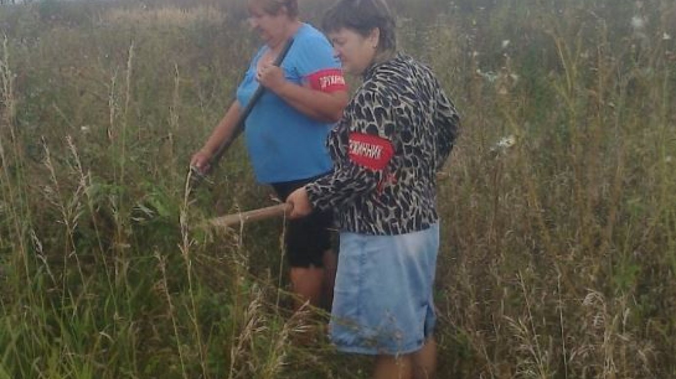 В Башмаковском районе выкосили дикую коноплю