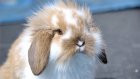 На ярмарке в Бессоновке нашли 13 кроликов без документов
