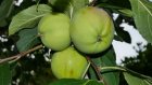 В Пензенской области станет больше яблоневых садов
