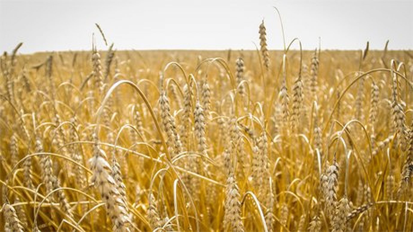 Пензенские аграрии намолотили более 1,5 млн тонн зерна