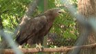 В Пензенском зоопарке запел орлан-белохвост