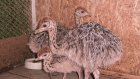 В Пензенском зоопарке у страусов появилось первое потомство