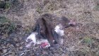 В Сердобском районе обнаружены останки убитого браконьером лося