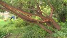 Дерево на ул. Новый Кавказ опасно наклонилось над детской площадкой