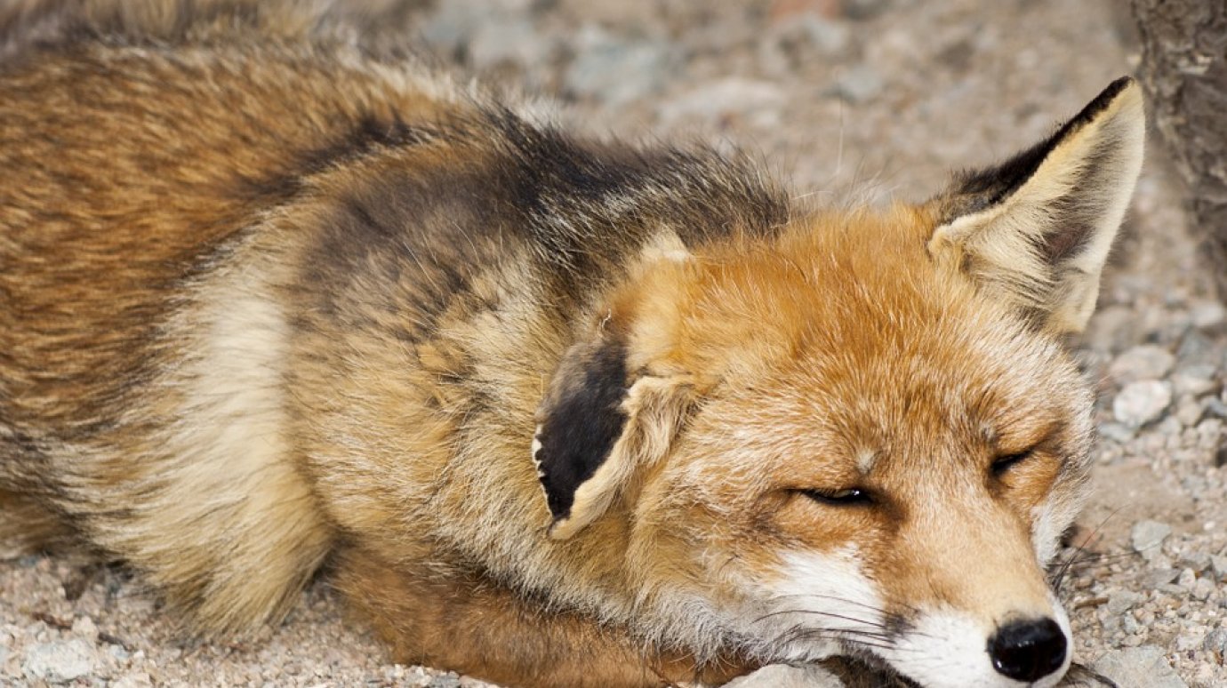 В селе Пригородном уничтожена бешеная лисица