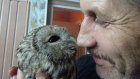 Семья из Бековского района передала зоопарку спасенного совенка