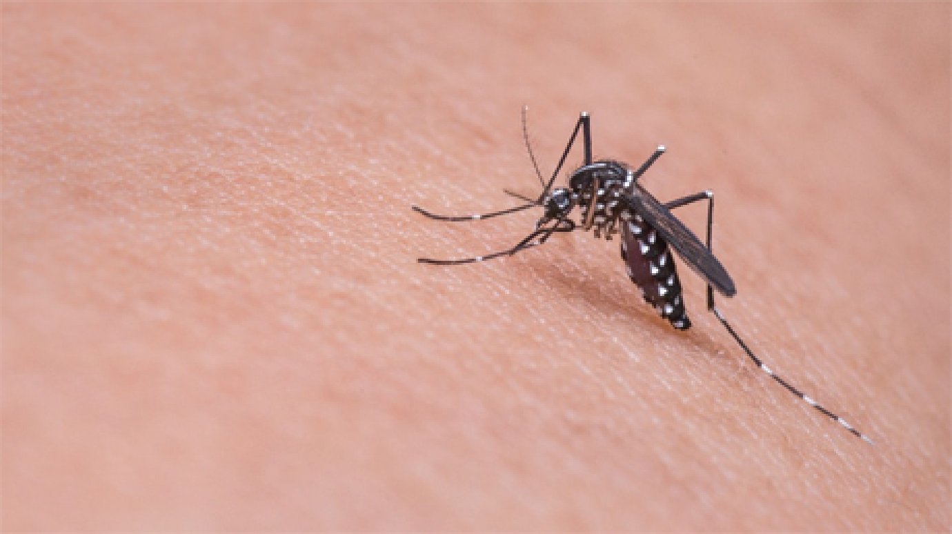 В Пензе управляющую компанию оштрафовали за комаров в подвале дома