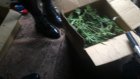 Полицейские изъяли более килограмма марихуаны у жителя Н. Ломова
