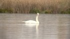 На арбековском пруду в Пензе поселился белый лебедь