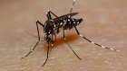 Ученые выпустят на волю миллионы комаров-мутантов