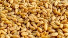 Жители Вирги признались в краже 360 килограммов пшеницы