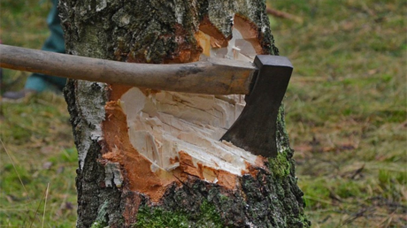 Фирма из Тольятти уходит от наказания за рубку в сосновоборских лесах