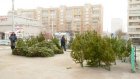 Торговля елками принесет в бюджет Пензы более миллиона рублей