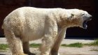 В Пензенском зоопарке для белого медведя ищут подругу